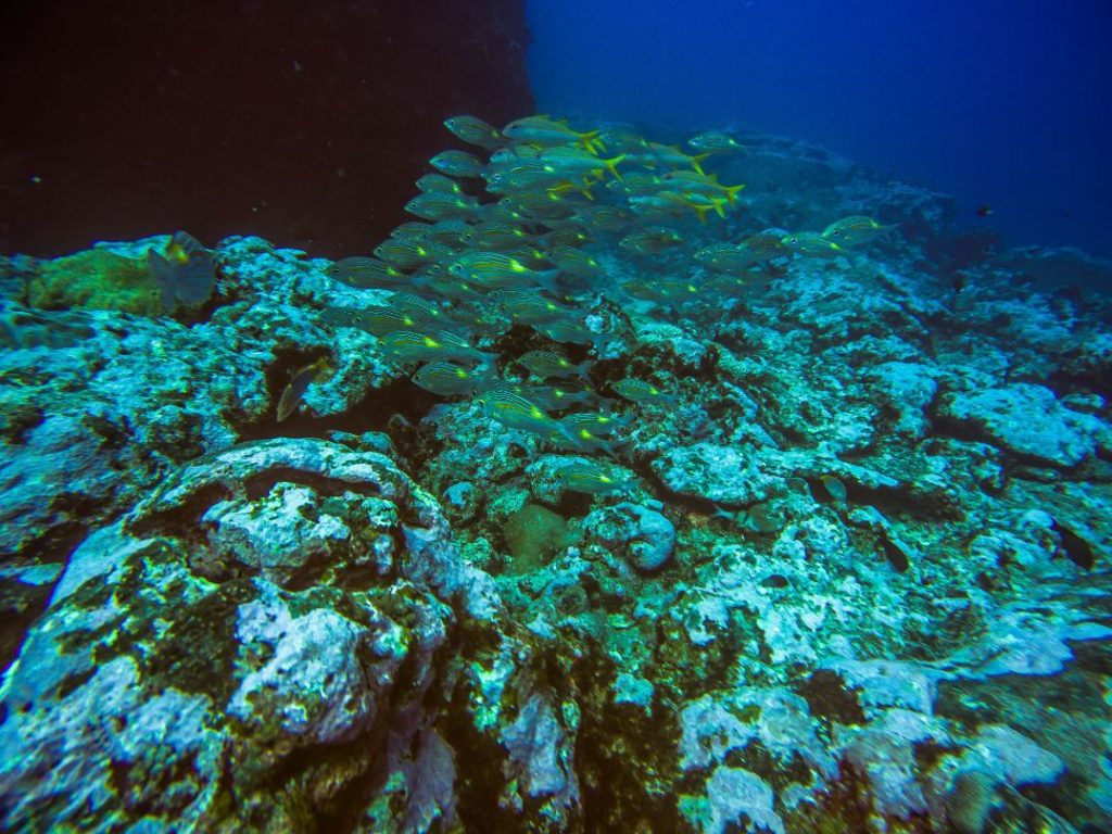 Diving Mauritius